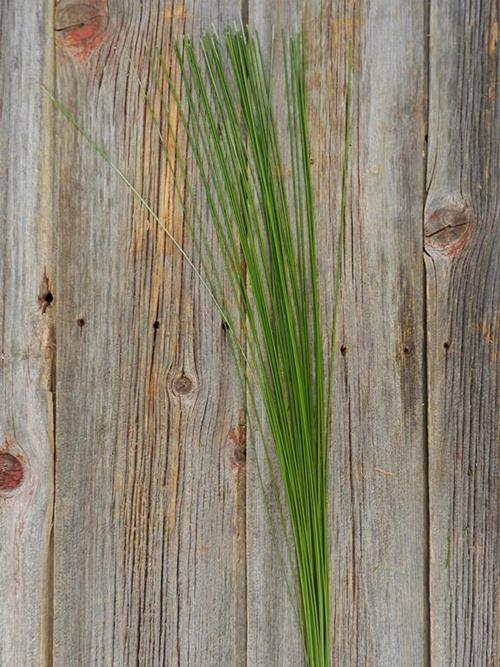 FLEXI GRASS AUSTRALIAN   GREENS